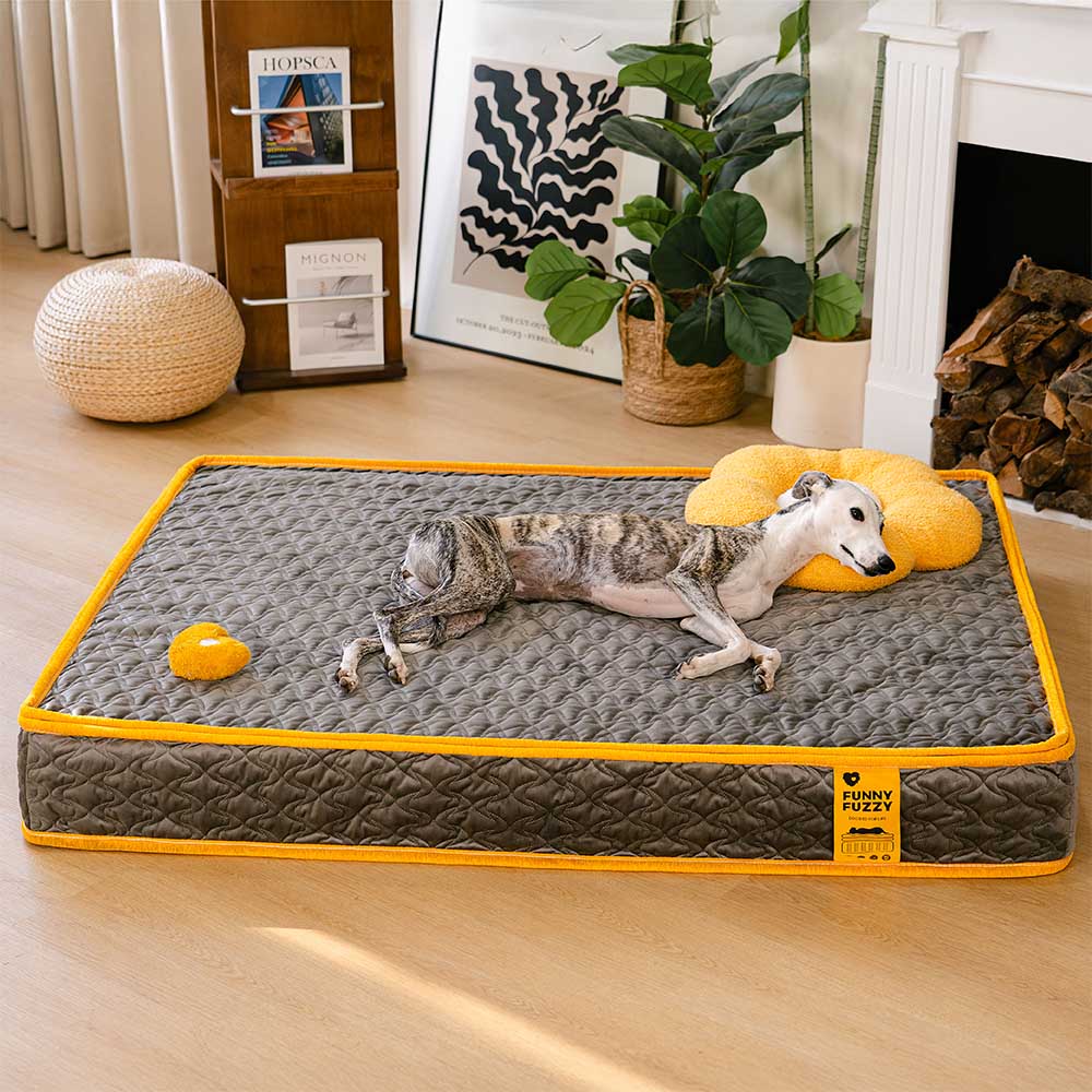 Hooman Innerspring Coils Orthopedic Human Dog Bed - Everdream - Holidayae