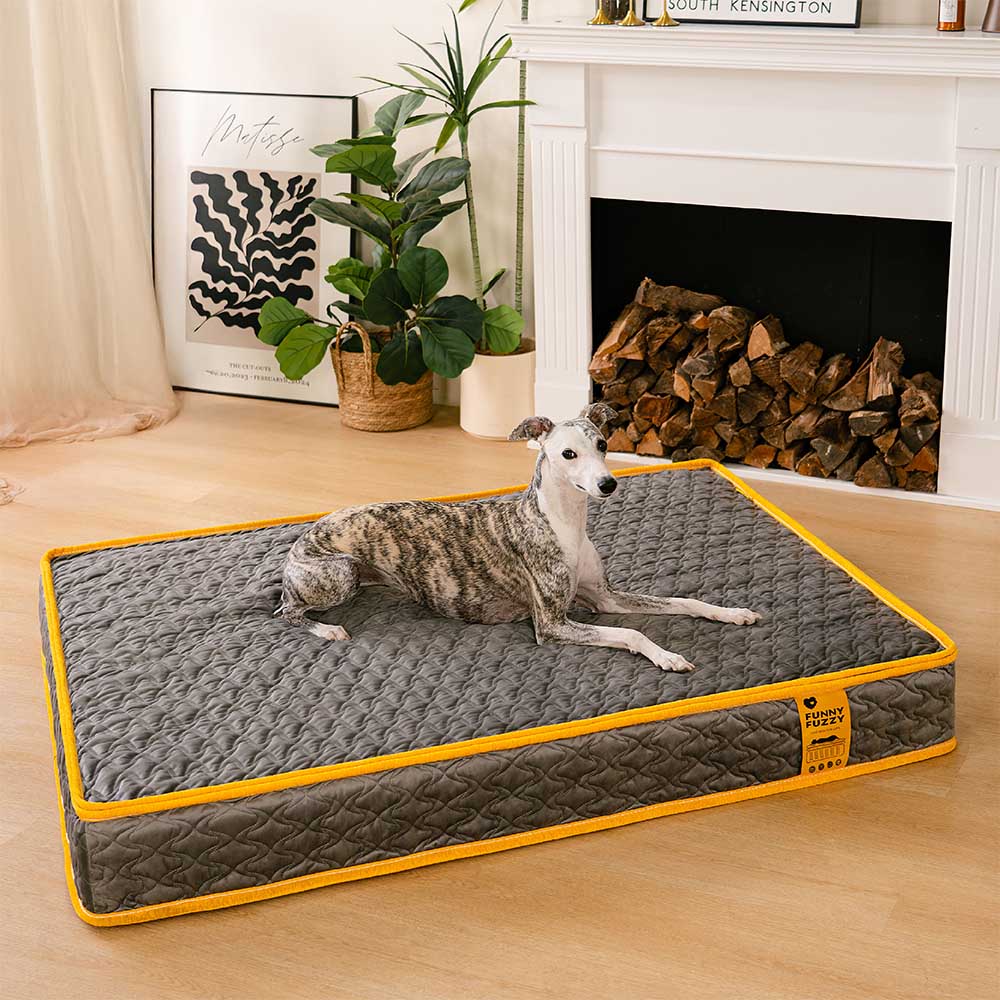Hooman Innerspring Coils Orthopedic Human Dog Bed - Everdream - Holidayae